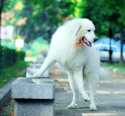 养小狗前测试一下吧